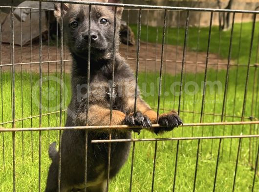 Sağlık Ve Irk Garantili Belçika Malinois Yavrular