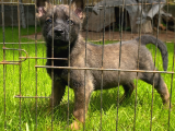 Sağlık Ve Irk Garantili Belçika Malinois Yavrular
