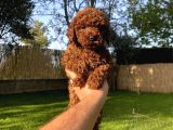 Sağlık ve ırk garantili toy poodle yavrularımız