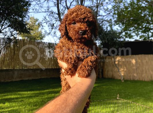 Sağlık Ve Irk Garantili Toy Poodle Yavrularımız