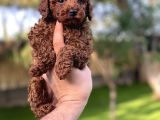 Sağlık Ve Irk Garantili Toy Poodle Yavrularımız