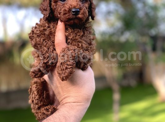 Sağlık Ve Irk Garantili Toy Poodle Yavrularımız görsel
