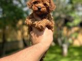 Sağlık Ve Irk Garantili Toy Poodle Yavrularımız