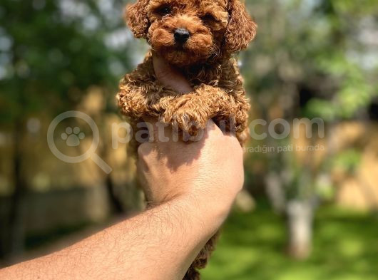 Sağlık Ve Irk Garantili Toy Poodle Yavrularımız görsel