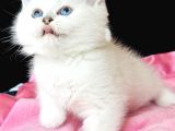 Saf Kan British Shorthair Silver
