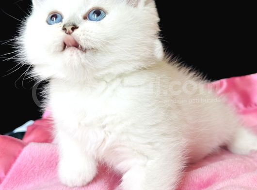 Saf Kan British Shorthair Silver görsel