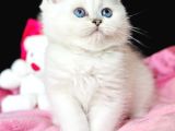 Saf Kan British Shorthair Silver