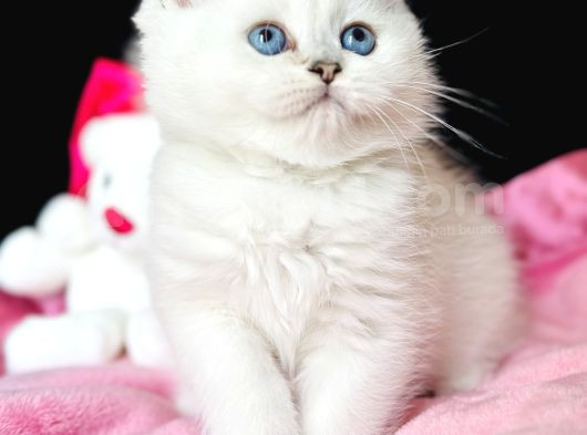 Saf Kan British Shorthair Silver görsel