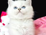 Saf kan British shorthair silver