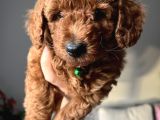 Redbrown Toypoodle Yavrular Yuvasını Arıyor
