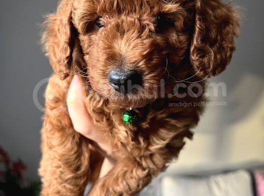 Redbrown Toypoodle Yavrular Yuvasını Arıyor görsel