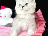 Saf Kan British Shorthair Silver