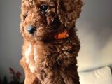 Redbrown Toypoodle yavrular yuvasını arıyor