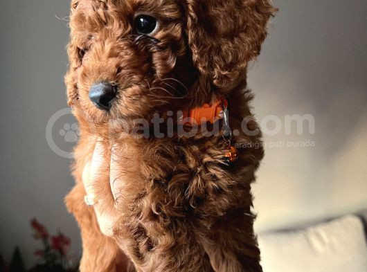 Redbrown Toypoodle Yavrular Yuvasını Arıyor