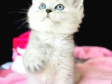 Saf Kan British Shorthair Silver