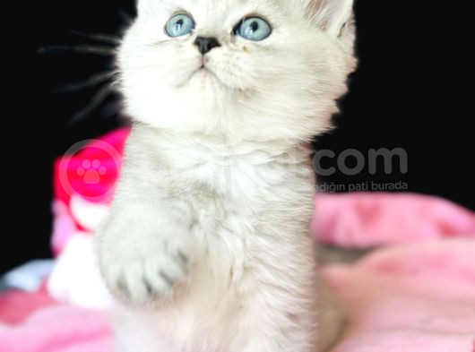 Saf Kan British Shorthair Silver görsel