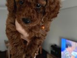 Redbrown Toypoodle Yavrular Yuvasını Arıyor