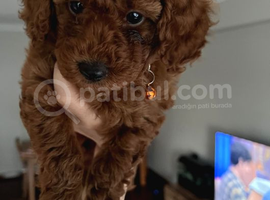 Redbrown Toypoodle Yavrular Yuvasını Arıyor görsel