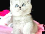 Saf Kan British Shorthair Silver