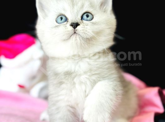 Saf Kan British Shorthair Silver görsel