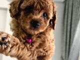 Redbrown Toypoodle Yavrular Yuvasını Arıyor