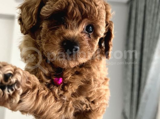 Redbrown Toypoodle Yavrular Yuvasını Arıyor görsel