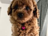 Redbrown Toypoodle Yavrular Yuvasını Arıyor