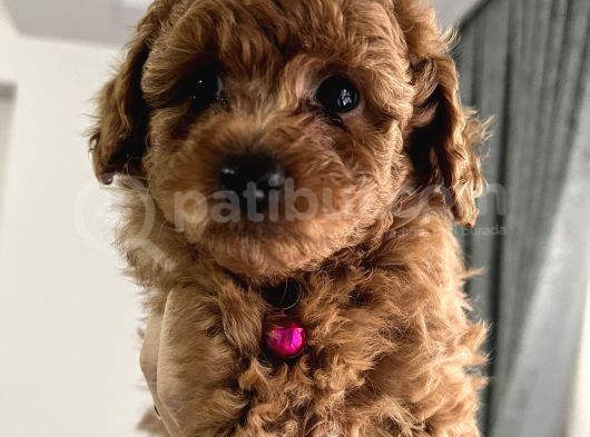 Redbrown Toypoodle Yavrular Yuvasını Arıyor görsel