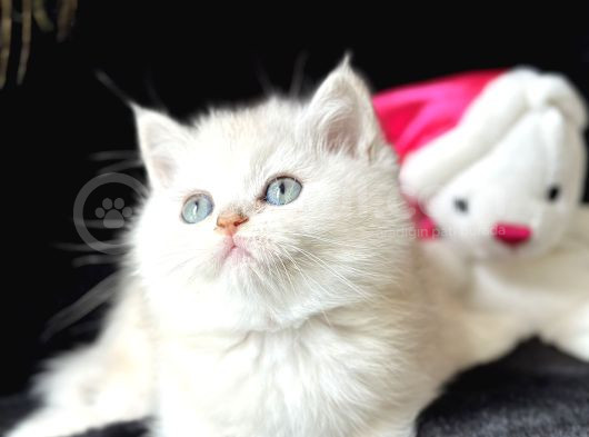 Saf Kan British Shorthair Silver görsel