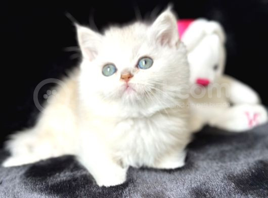 Saf Kan British Shorthair Silver görsel