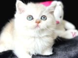 Saf Kan British Shorthair Silver