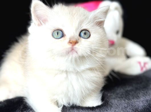 Saf Kan British Shorthair Silver görsel