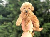 Aşili Garantili Poodle Bebeklerimiz