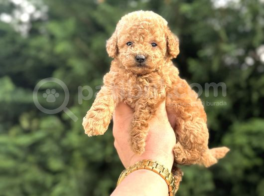 Aşili Garantili Poodle Bebeklerimiz görsel