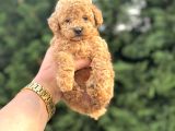 Aşili Garantili Poodle Bebeklerimiz