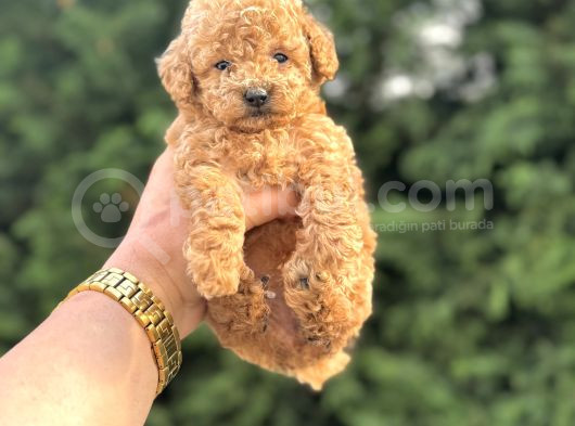 Aşili Garantili Poodle Bebeklerimiz