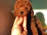 Kore poodle bebekler 2 kg geçmez