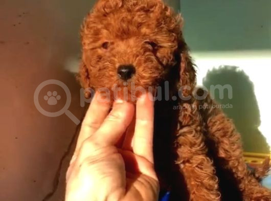 Kore Poodle Bebekler 2 Kg Geçmez