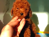 Kore Poodle Bebekler 2 Kg Geçmez