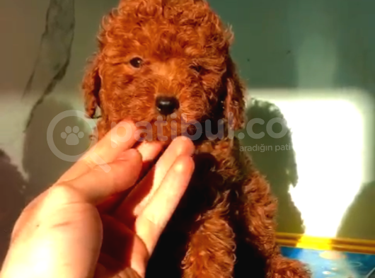 Kore Poodle Bebekler 2 Kg Geçmez görsel