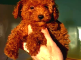 Kore Poodle Bebekler 2 Kg Geçmez