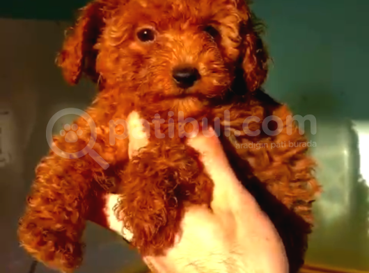 Kore Poodle Bebekler 2 Kg Geçmez görsel