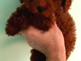 Kore Poodle Bebekler 2 Kg Geçmez