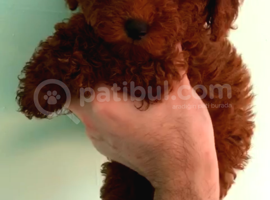 Kore Poodle Bebekler 2 Kg Geçmez görsel