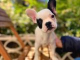 French bulldog yavrular