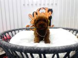 Red Brown 2 Aylik Toy Poodle Yavrularimiz