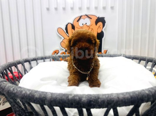 Red Brown 2 Aylik Toy Poodle Yavrularimiz görsel