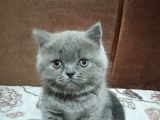 Top Kafa Bri̇ti̇sh Yavrular Hazir