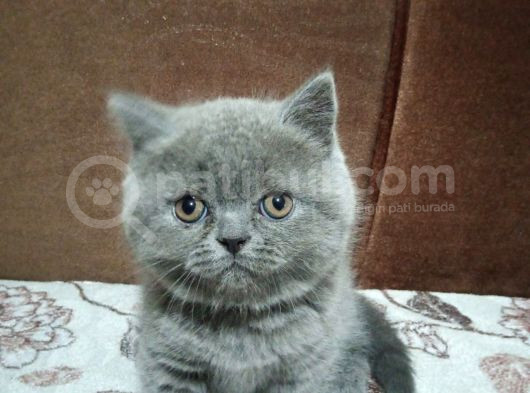 Top Kafa Bri̇ti̇sh Yavrular Hazir görsel