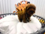 Red Brown 2 Aylik Toy Poodle Yavrularimiz